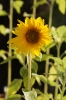 die kleine Sonnenblume