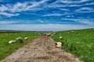 der Schafsweg