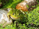 ein Frosch im Teich