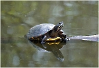 Gelbwangenschildkröte