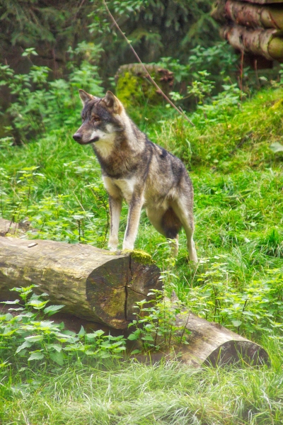 Wolf Tierpark Eekholt